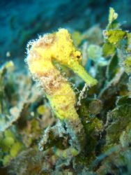 Seahorse on the Wreck of The Prince Albert. This is the b... by Jeremiah Suralvo 